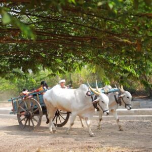 Bullock Cart Rides